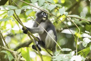 Dusky Leaf Monkey Print, Kaeng Krachan National Park, Thailand