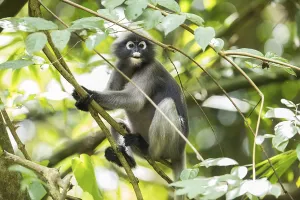 Central Thailand Nature Reserve Prints: Dusky leaf monkey (Trachypithecus obscurus)