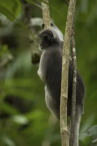 Central Thailand Nature Reserve Prints: Dusky leaf monkey (Trachypithecus obscurus)