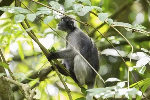 Central Thailand Nature Reserve Prints: Dusky leaf monkey (Trachypithecus obscurus)