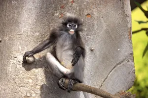 Dusky Leaf Monkey (Trachypithecus obscurus)