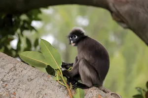 Old World Monkeys In Captivity Prints: Dusky leaf monkey (Trachypithecus obscurus)