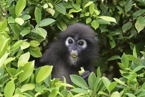 Malaysian Wildlife Images Prints: Dusky leaf monkey (Trachypithecus obscurus)