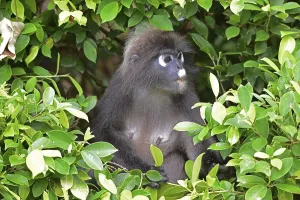 Travel Photography Malaysia Prints: Dusky leaf monkey (Trachypithecus obscurus)