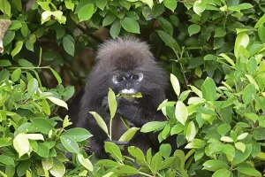 Malaysia Travel Photography Prints: Dusky leaf monkey (Trachypithecus obscurus)