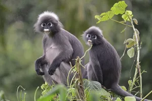 Catarrhine Primate Species Prints: Dusky leaf monkey (Trachypithecus obscurus)