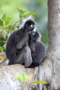 Young Animal Behavior Prints: Dusky leaf monkey (Trachypithecus obscurus)