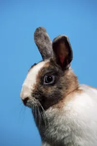 Dwarf Rabbit Prints: Dwarf Rabbit