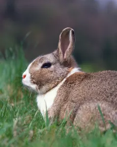 Animal Photography In Nature Prints: Dwarf Rabbit, Dwarf Rabbit