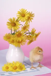 Yellow Flower Arrangement Prints: Easter setting with chick