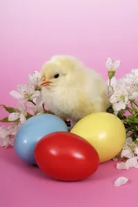 Close Up Easter Egg Prints: Easter setting with chick