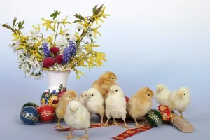 Easter Egg Photography Prints: Easter setting with chicks