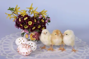 Easter Chicks Prints: Easter setting with chicks