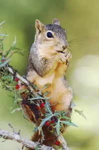 Eastern Fox Squirrel Prints: Eastern Fox Squirrel (Sciurus niger)