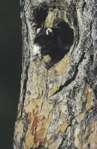 Eastern Fox Squirrel Prints: Eastern Fox Squirrel (Sciurus niger)