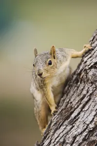 Central Texas Wildlife Prints: Eastern Fox Squirrel (Sciurus niger)