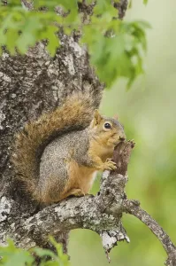 Central Texas Wildlife Prints: Eastern Fox Squirrel (Sciurus niger)