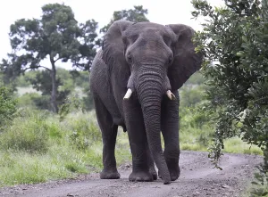 Trunked Nosed Mammals Africa Prints: Elephant, S