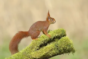 Tree Trunk Covered With Moss Prints: Eurasian red squirrel (Sciurus vulgaris)