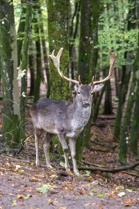 Fallow Deer In Forest Prints: Fallow deer (Dama dama), standing in the forest