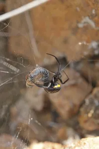 Wild Animal Representation Prints: False widow