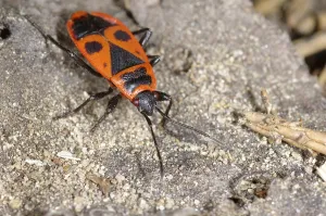 Pterygote Insects Pictures Prints: Fire bug