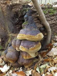 Fungi In The Wild Prints: Fire sponge (Phellinus robustus)