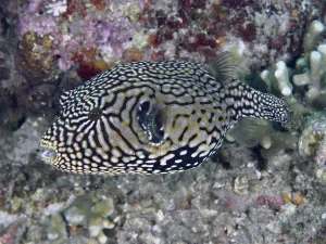 Tropical Reef Fish Prints: A fish with a complex pattern, map pufferfish (Arothron mappa)