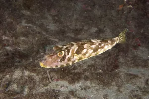 Poisonous Sea Animal Prints: A fish with a distinctive pattern