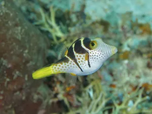 Bali Marine Life Prints: Fish with distinctive patterns
