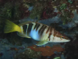 Striped Fish Prints: A fish with stripes, scribbled perch (Serranus scriba)