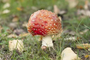 Toxic Fungus Prints: Fly Agaric Toadstool