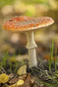 Amanita Strobiliformis Species Prints: Fly Agaric Toadstool