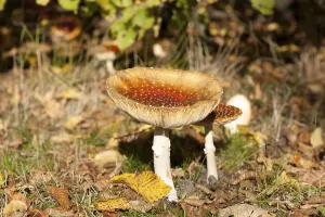 Deciduous Tree Background Prints: Fly Agaric Toadstool