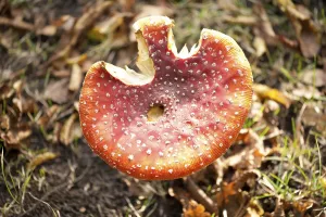 Deciduous Tree Scene Prints: Fly Agaric Toadstool