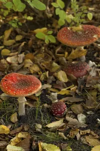 Deserted Deciduous Forest Prints: Fly Agaric Toadstool