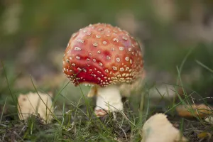 Coniferous Tree Scene Prints: Fly Agaric Toadstool