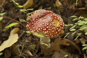 Toxic Fungus Prints: Fly Agaric Toadstool