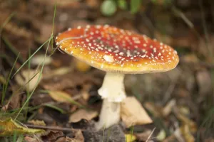 Amanita Strobiliformis Image Prints: Fly Agaric Toadstool