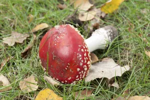 Amanita Strobiliformis Image Prints: Fly Agaric Toadstool