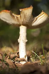 Deciduous Tree Scene Prints: Fly Agaric Toadstool