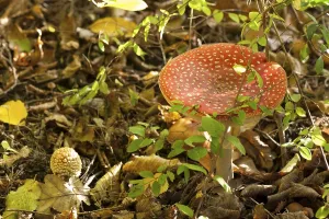 Wooded Landscape Prints: Fly Agaric Toadstool