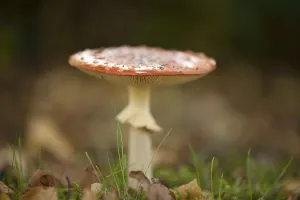 Red Toadstool Prints: Fly Agaric Toadstool