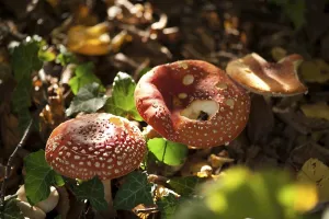 Amanita Strobiliformis Image Prints: Fly Agaric Toadstool