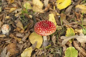 Toxic Fungus Prints: Fly Agaric Toadstool