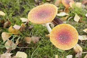 Coniferous Tree Background Prints: Fly Agaric Toadstool