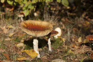 Toxic Fungus Prints: Fly Agaric Toadstool