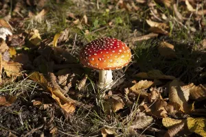 Congratulation Gift Ideas Prints: Fly Agaric Toadstool