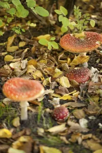 Red Toadstool Prints: Fly Agaric Toadstool