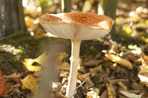 Red Toadstool Prints: Fly Agaric Toadstool